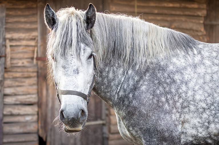 A closeup of a white Percheron horse