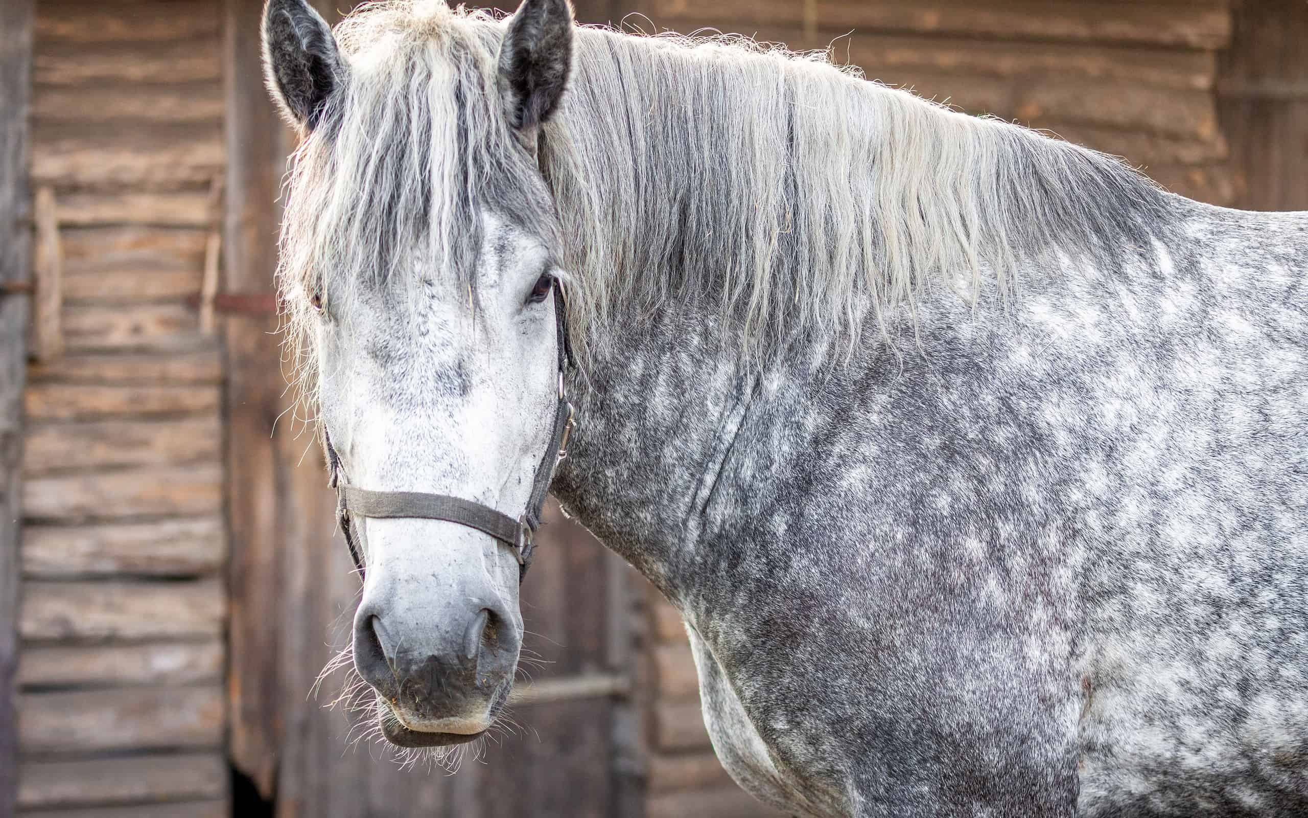 A closeup of a white Percheron horse