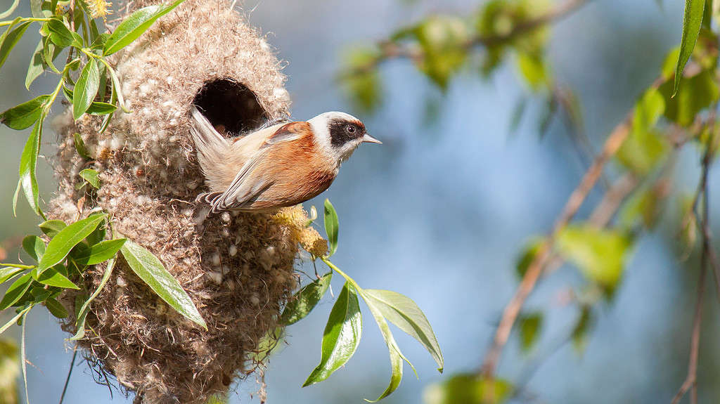Closeup of a Eurasian penduline tit sitting in a nest on a green tree
