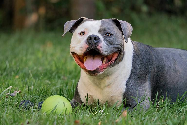 American Bully Colors - A-Z Animals