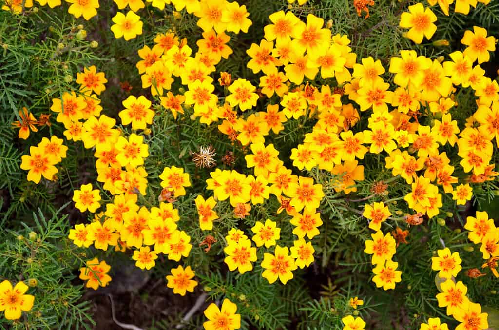 Tagetes tenuifolia, the signet marigold, golden or lemon marigold in the family Asteraceae. The plant produces many small bright yellow flower heads in a flat-topped array. Edible lemon like flavor.