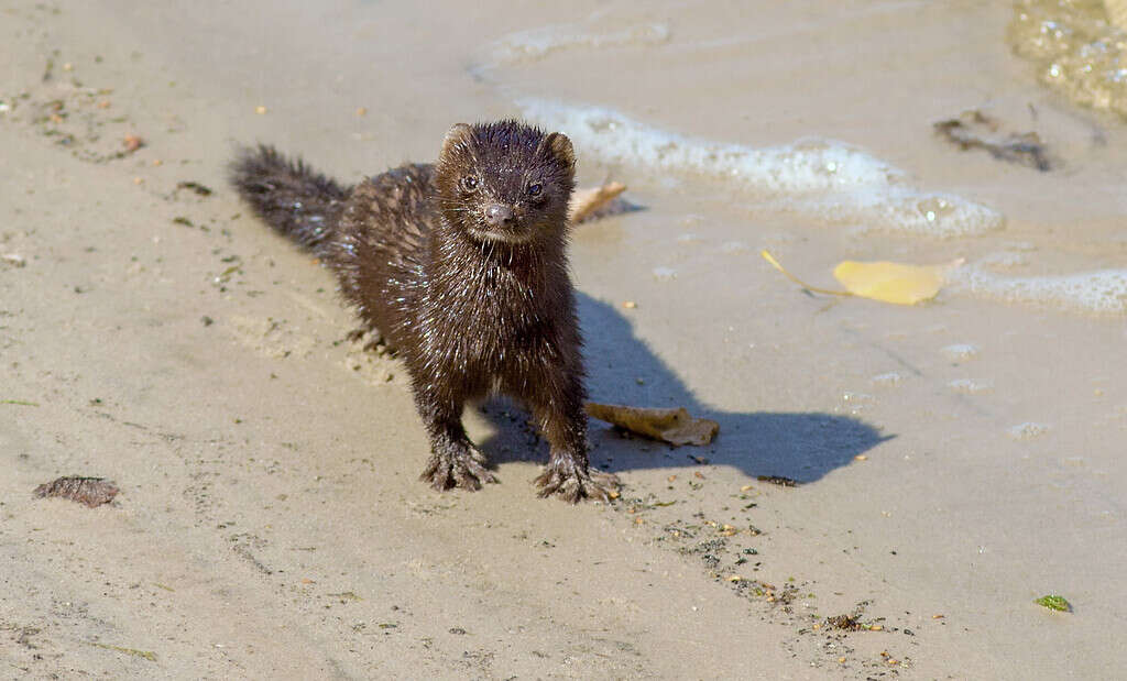 Closeup of the wet American mink on the sandy shore. 