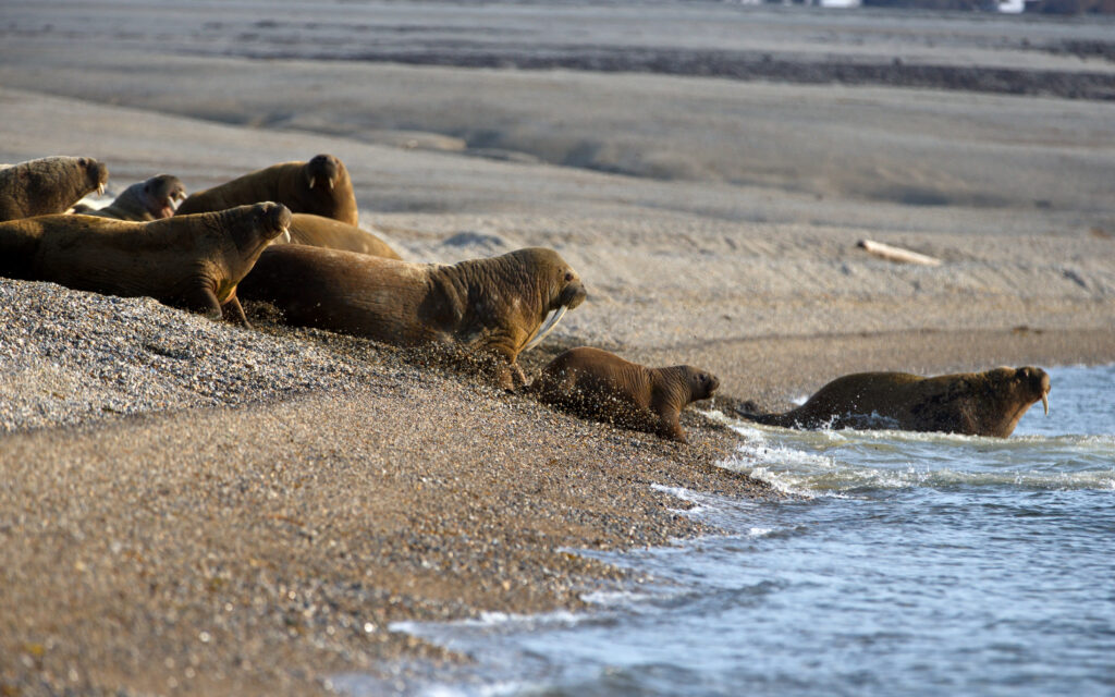 Group of walruses lying on the shore by the waters of Svalbard in Norway