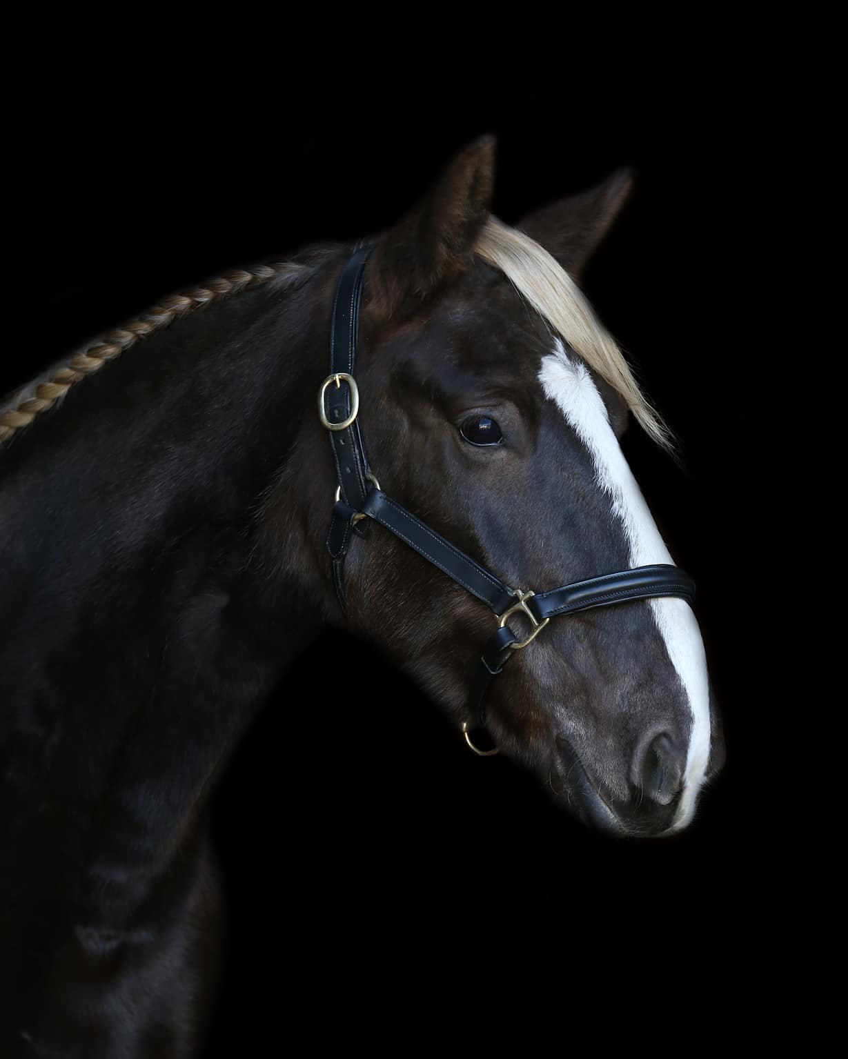 Horse Colors: The Complete List From Rarest to Most Common