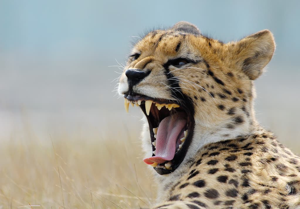 Cheetahs hunt by suffocating their prey with their teeth biting the throat