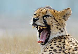 This Cheetah Gets Whiplash From Tackling a Wildebeest 4X Its Size Picture