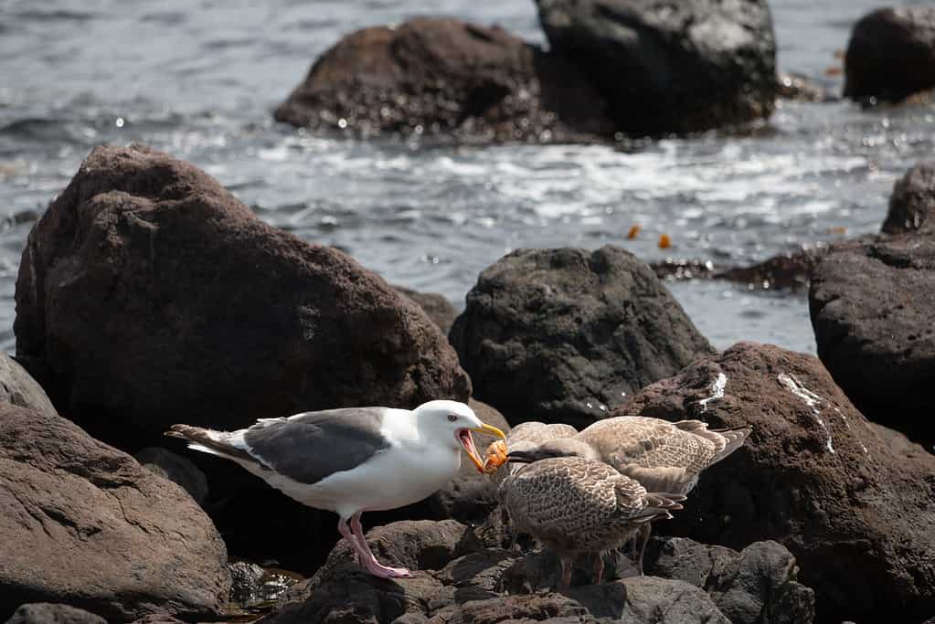 Seagull chicks have insatiable appetites, and luckily for them, their parents help to keep them well fed!