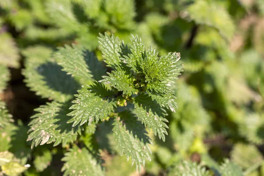 In the wild, stinging nettle grows (Urtica urens)