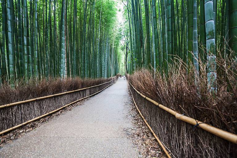 Summer Autumn Transit in Arashiyama Sagano Bamboo, Kyoto