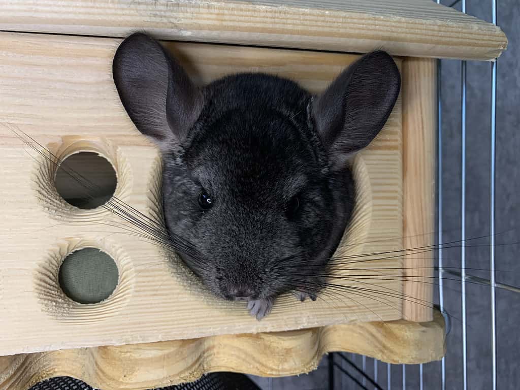 Chinchilla sits in a house