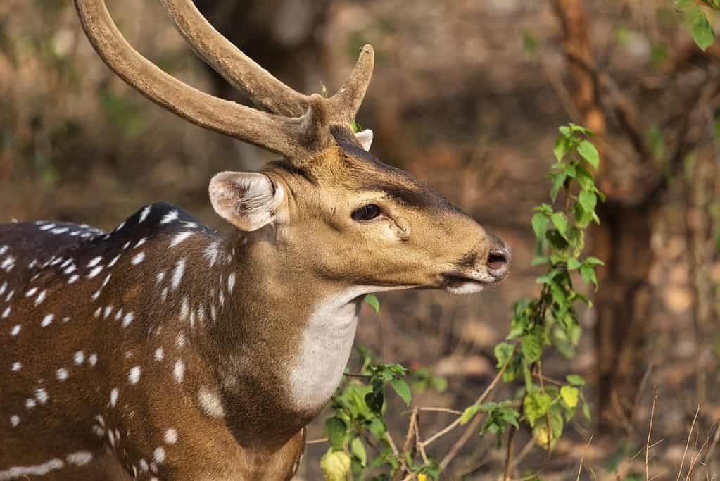 Axis Deer, Animal, Animal Wildlife, Animals In The Wild, Antler