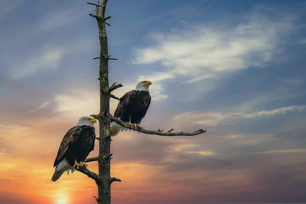 2 Bald Eagles