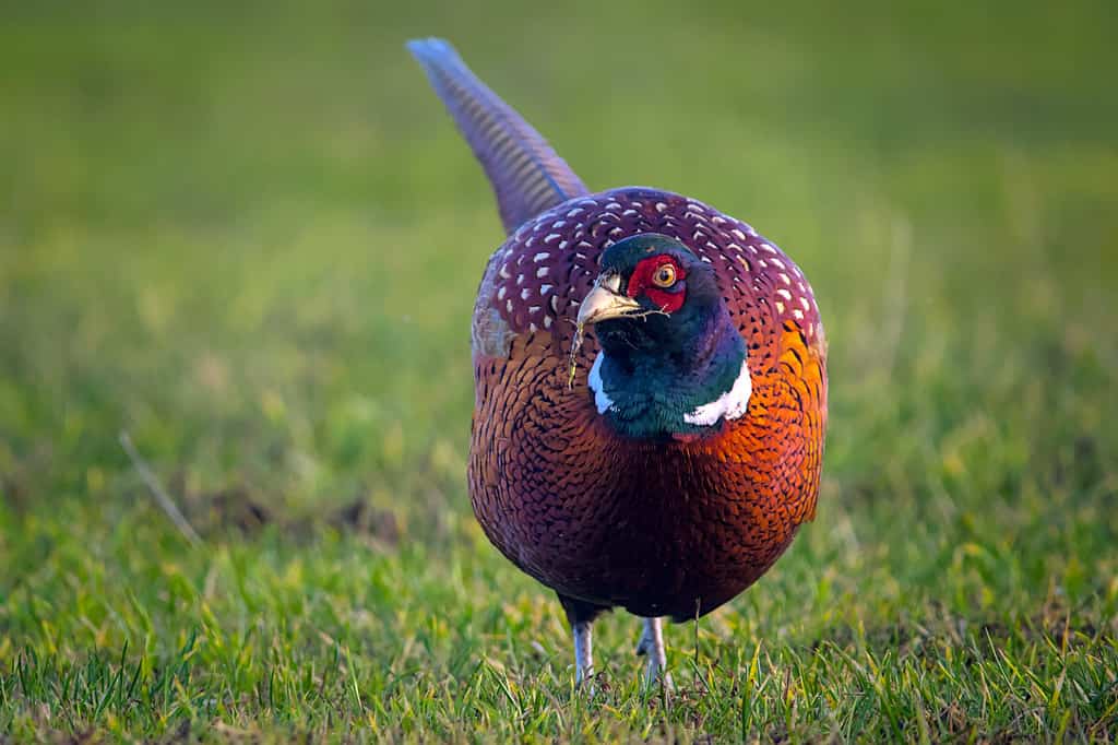 a beautiful colorful pheasant cock in the meadow