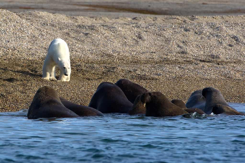 White polar bear in front of a group of  Walrus swimming in the sea in  Svalbard