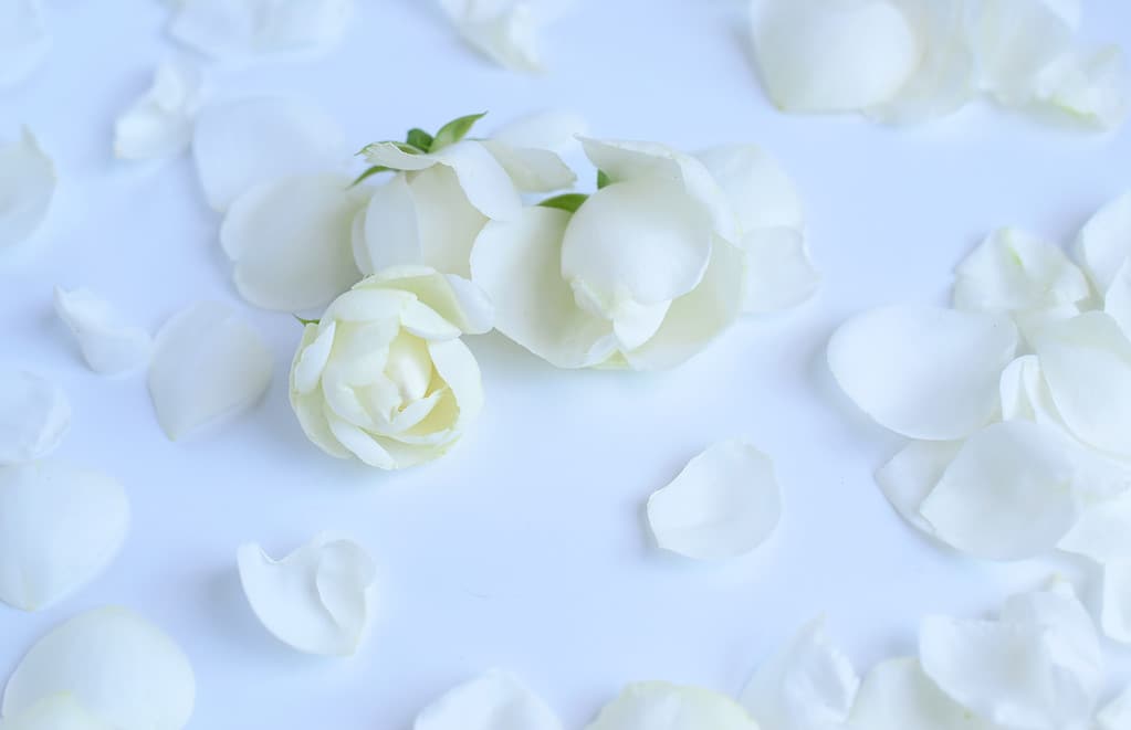 mini white rose petals on white background.