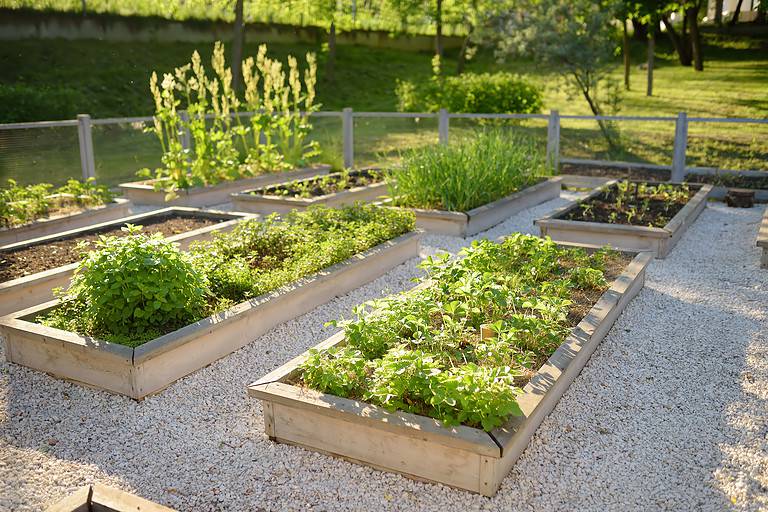 Community kitchen garden. Raised garden beds with plants in vegetable community garden. Lessons of gardening for kids.