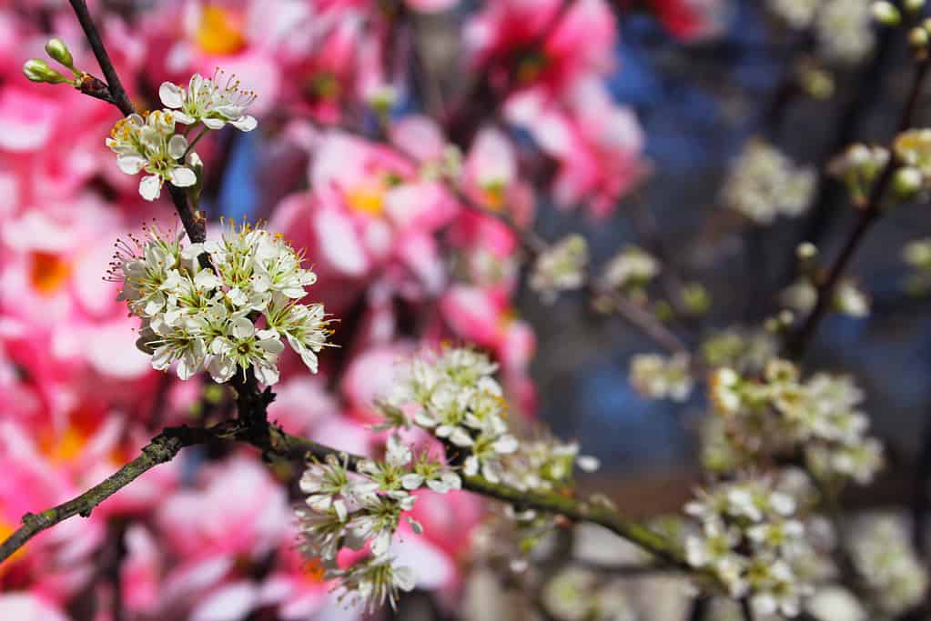 Closeup shot of blooming flatwoods plum tree, Prunus umbellata