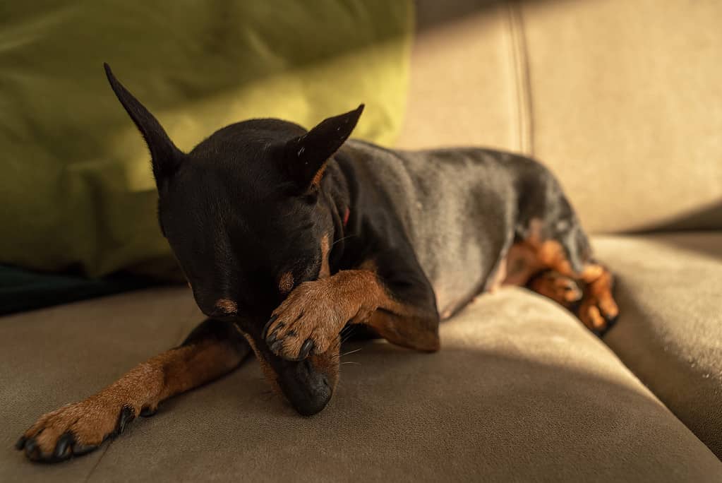 Miniature pinscher, black and tan, lying on the couch rubbing his muzzle with his paw