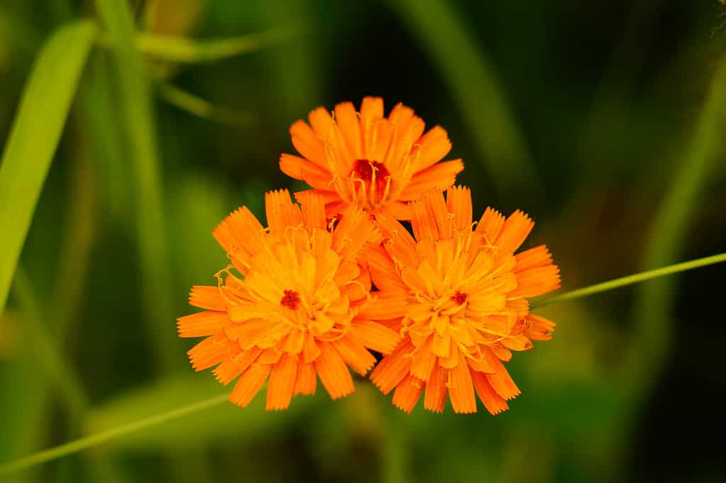 Blossom of the orange hawkweed