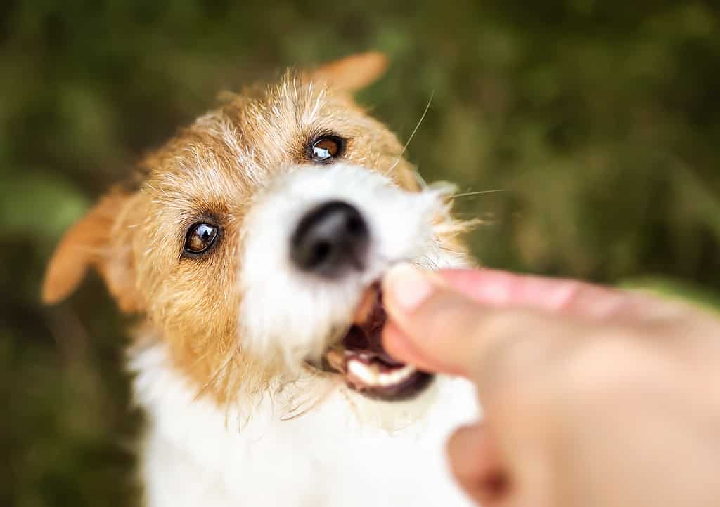 Hand giving treat to a healthy dog, teeth cleaning, pet dental care