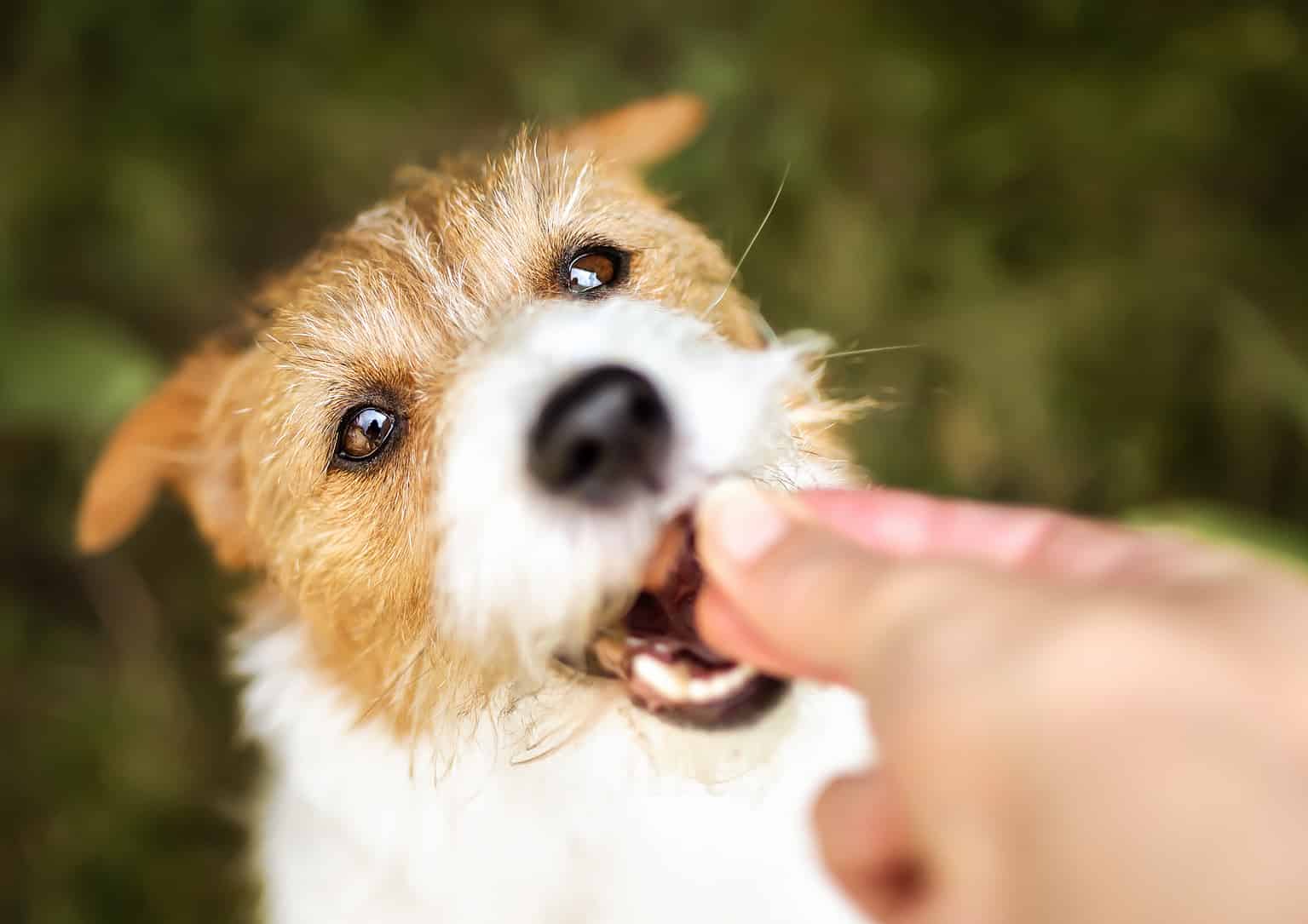 Curated visual reference: Canine Anxiety And The Power Of Bananas Reference: 12 Signs Of Stress In Dogs And How To Help