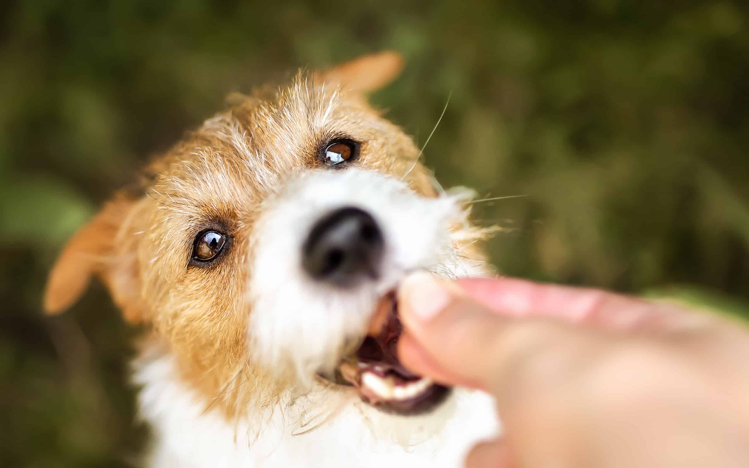 Hand giving treat to a healthy dog, teeth cleaning, pet dental care