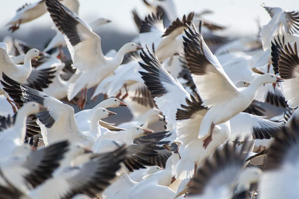 Snow geese are one of the species that rely on the Pacific Flyway.