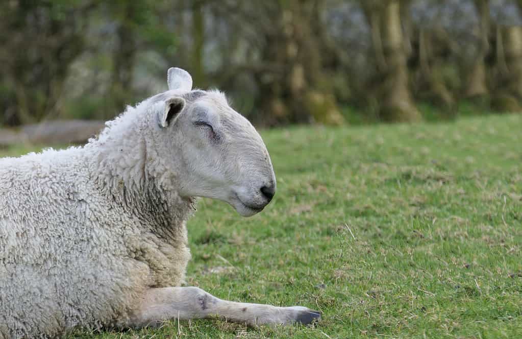 Funny Bluefaced Leicester Ram yawning laying in field on a farm in UK