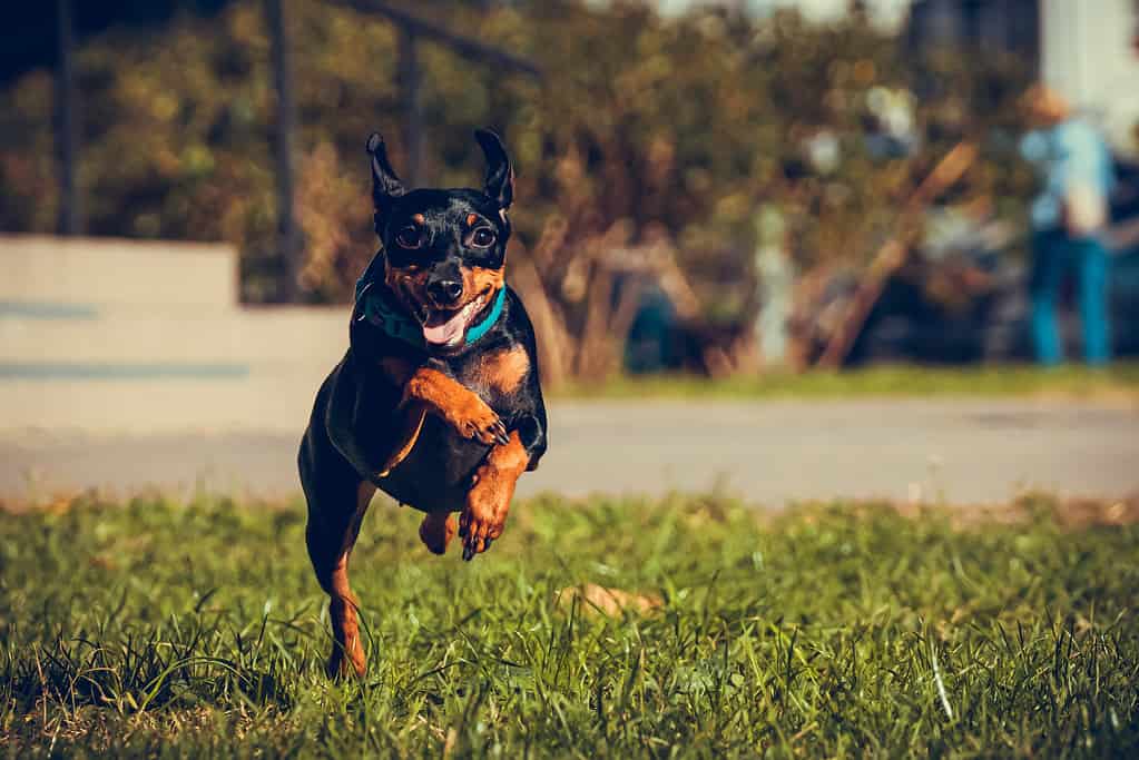 Cute miniature pinscher dog running and jumping in the grass
