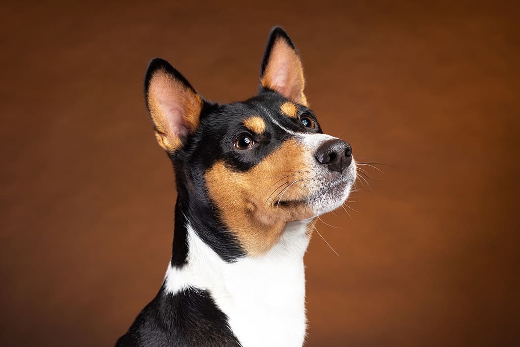 Portrait of smiling african basenji breed dog on brown background