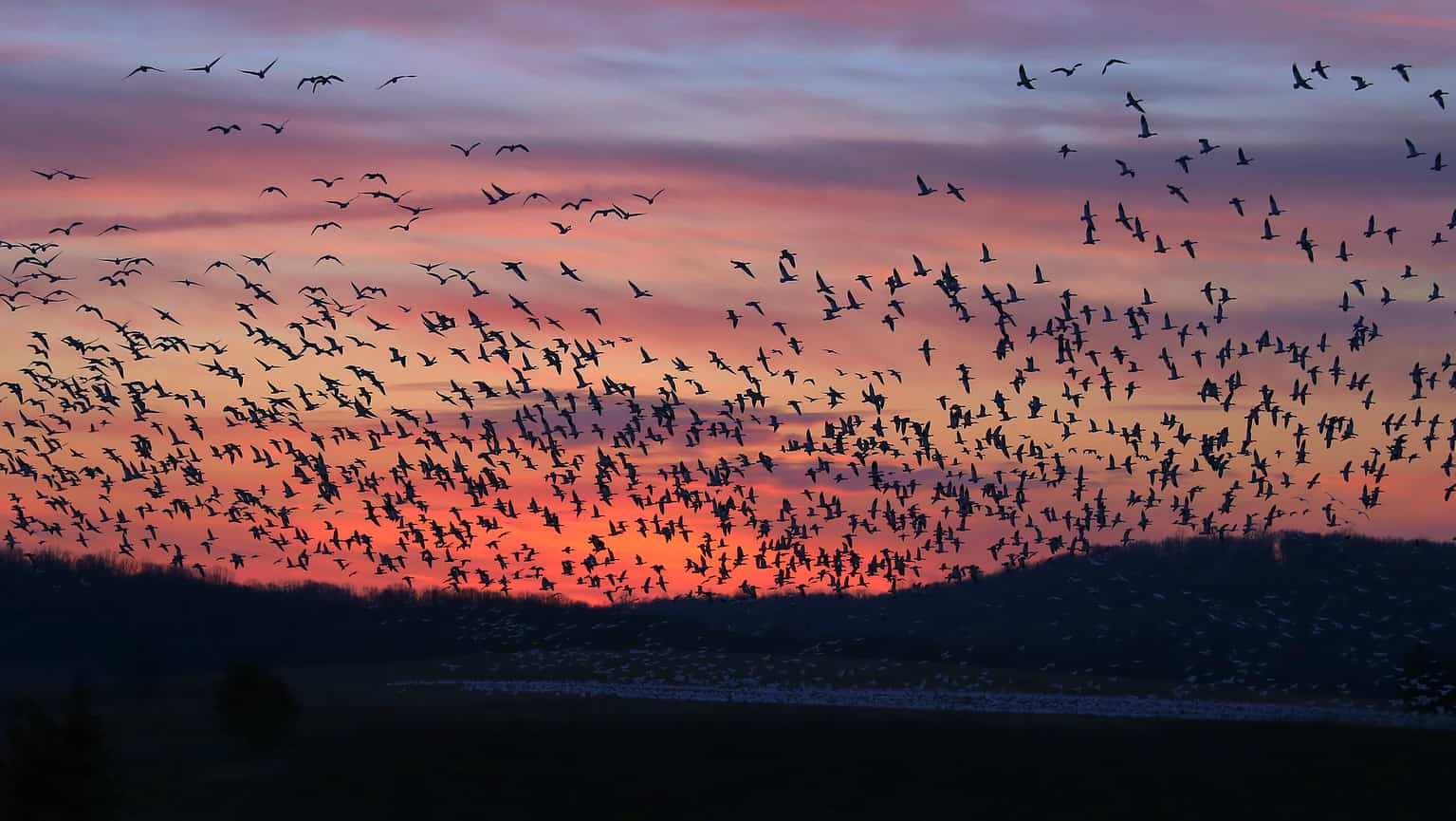 How Light Pollution Harms Migrating Birds - A-Z Animals