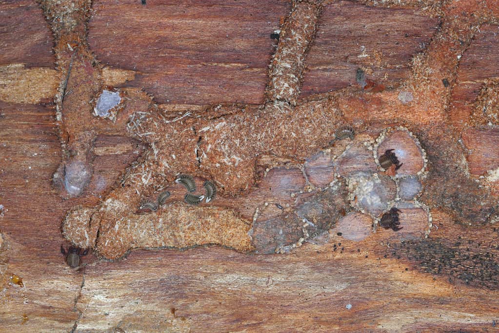 Small invertebrates living under the bark of dead pine trees, including Chernetid Pseudoscorpion (Pseudoscorpiones), mites and Millipede.