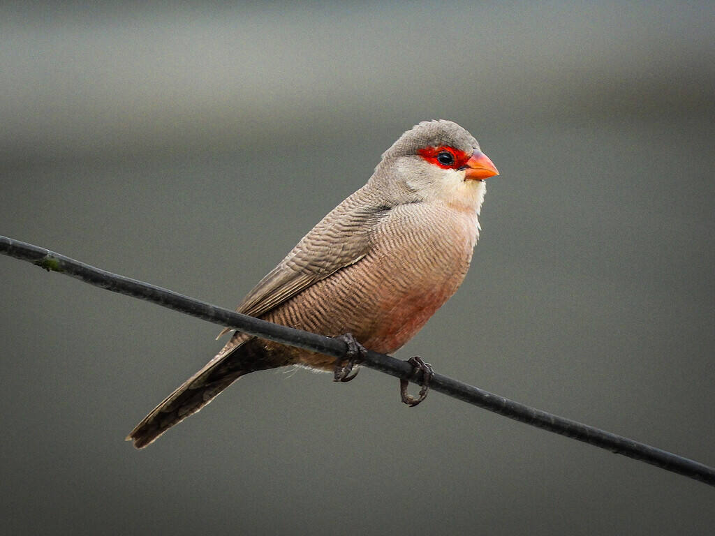 Beauty and Grace in a Common Waxbill