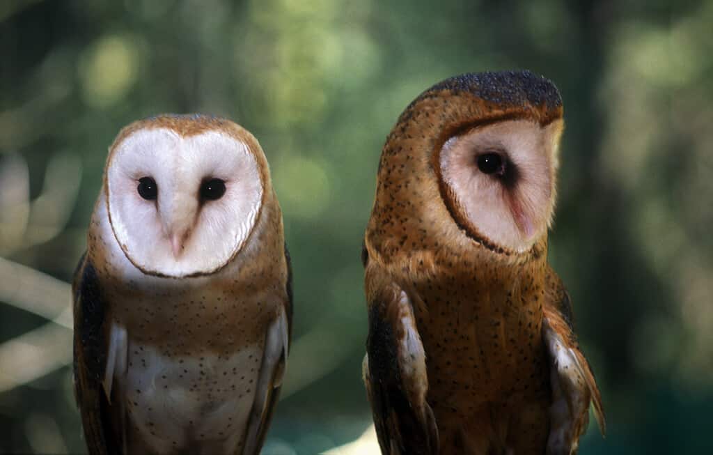 male and female spotted owl