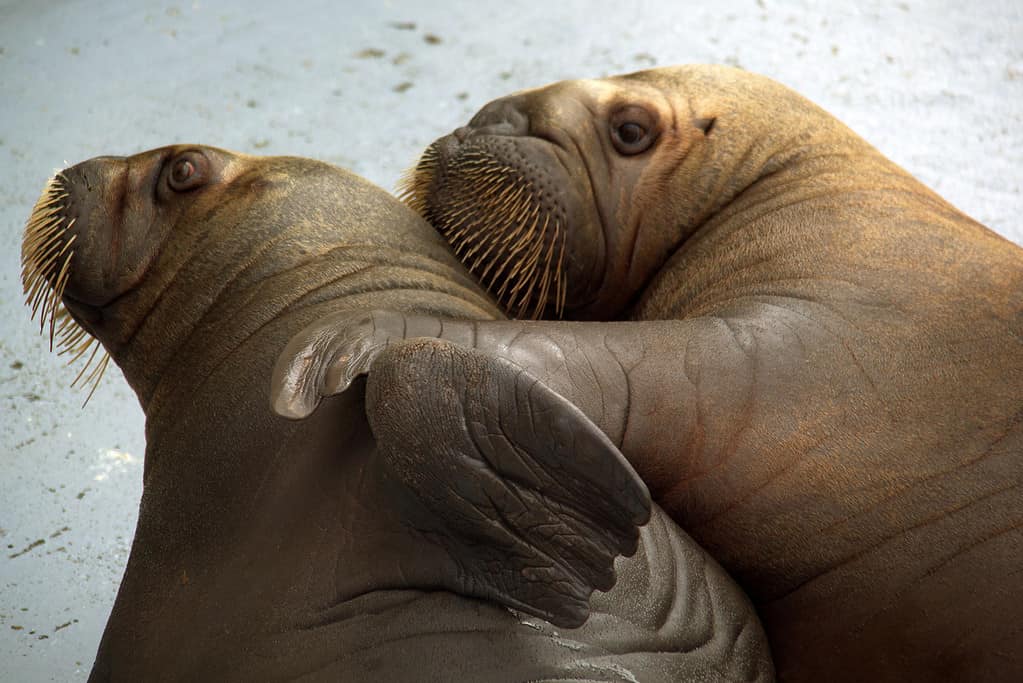 Love and walrus