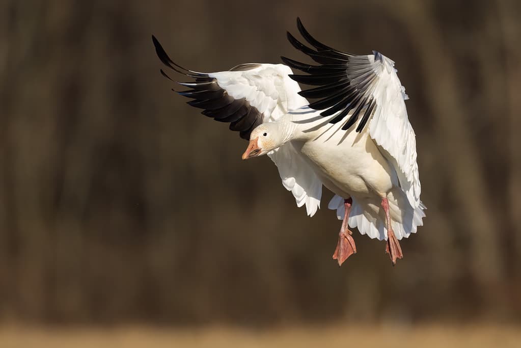 A Snow Goose Coming in for a Landing