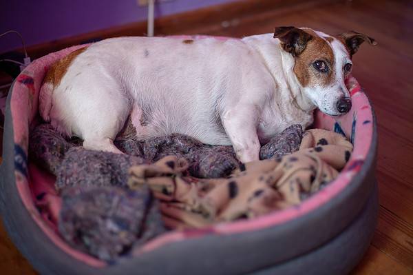How to Reverse Canine Obesity: 4 Steps - A-Z Animals