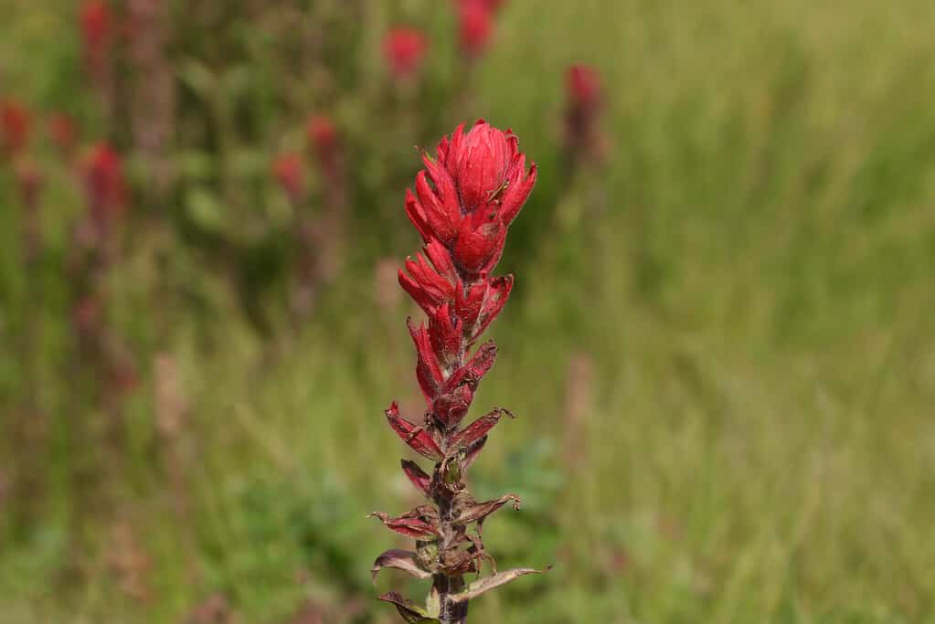 Single stalk of bright red Indian Paintbrush