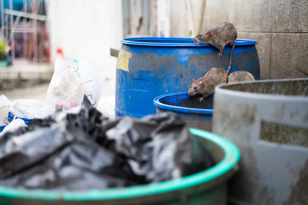 Rats are in the trash to eat. Stinky and damp. Selective focus