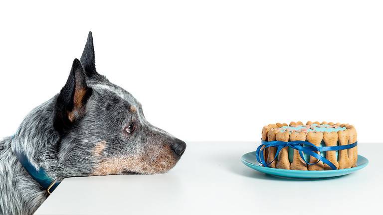 Australian cattle dog or blue heeler watching at birthday cake isolated on white. Copy space