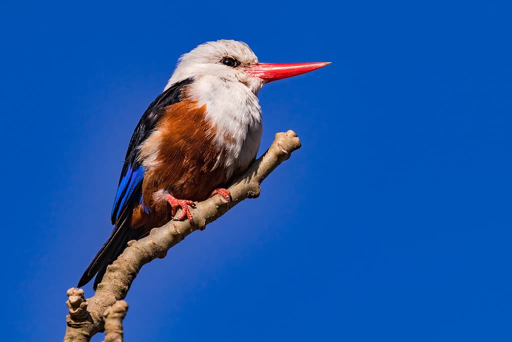 A striking kingfisher in the wild released on the African islands of Cape Verde