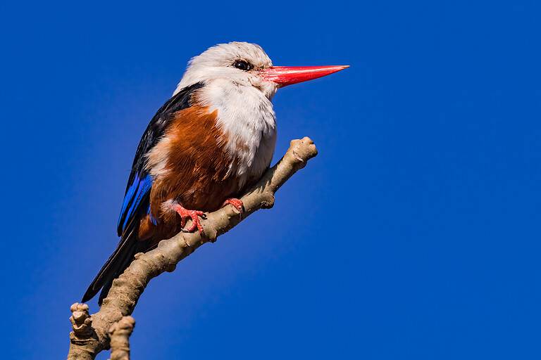 A striking kingfisher in the wild released on the African islands of Cape Verde