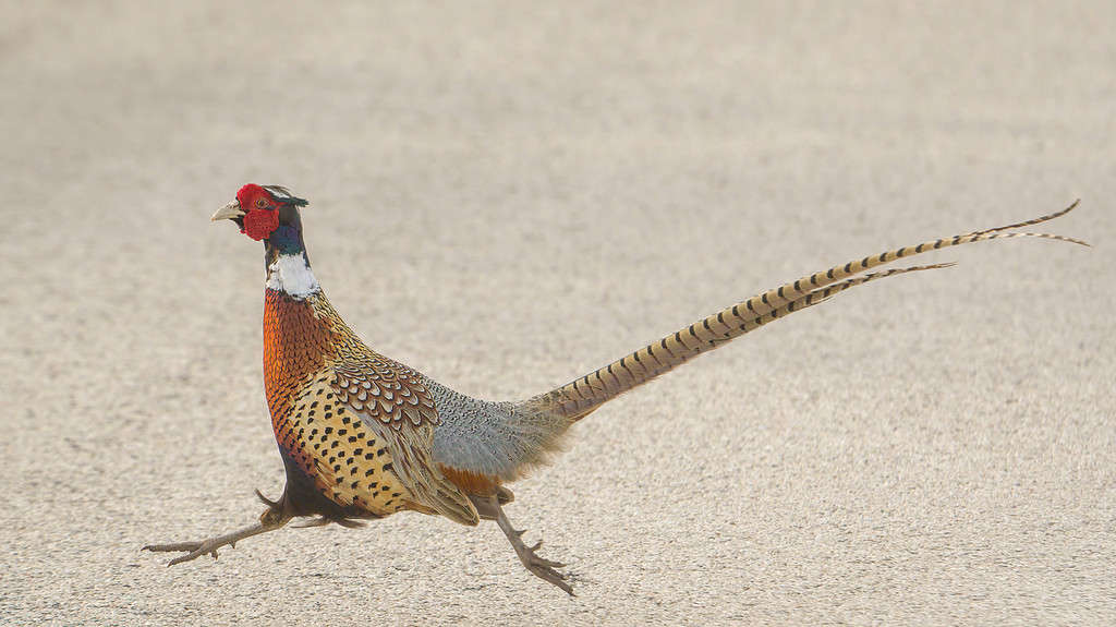 why did the pheasant cross the road?