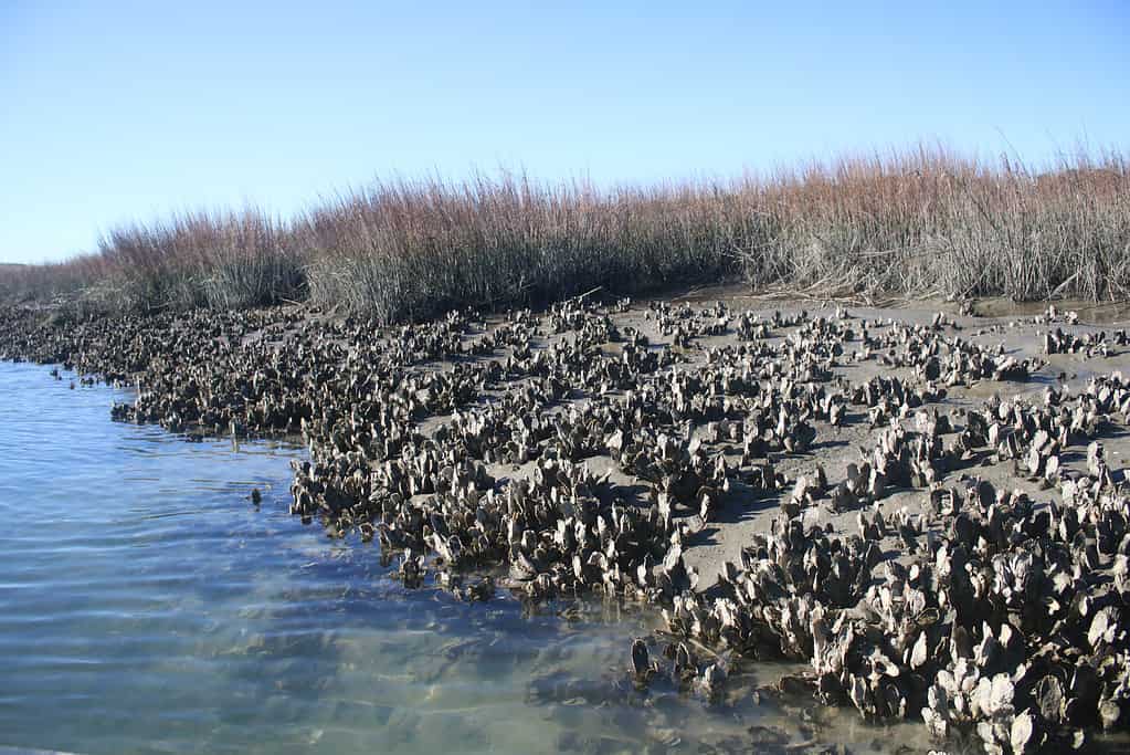 Oysters exposed at low tide