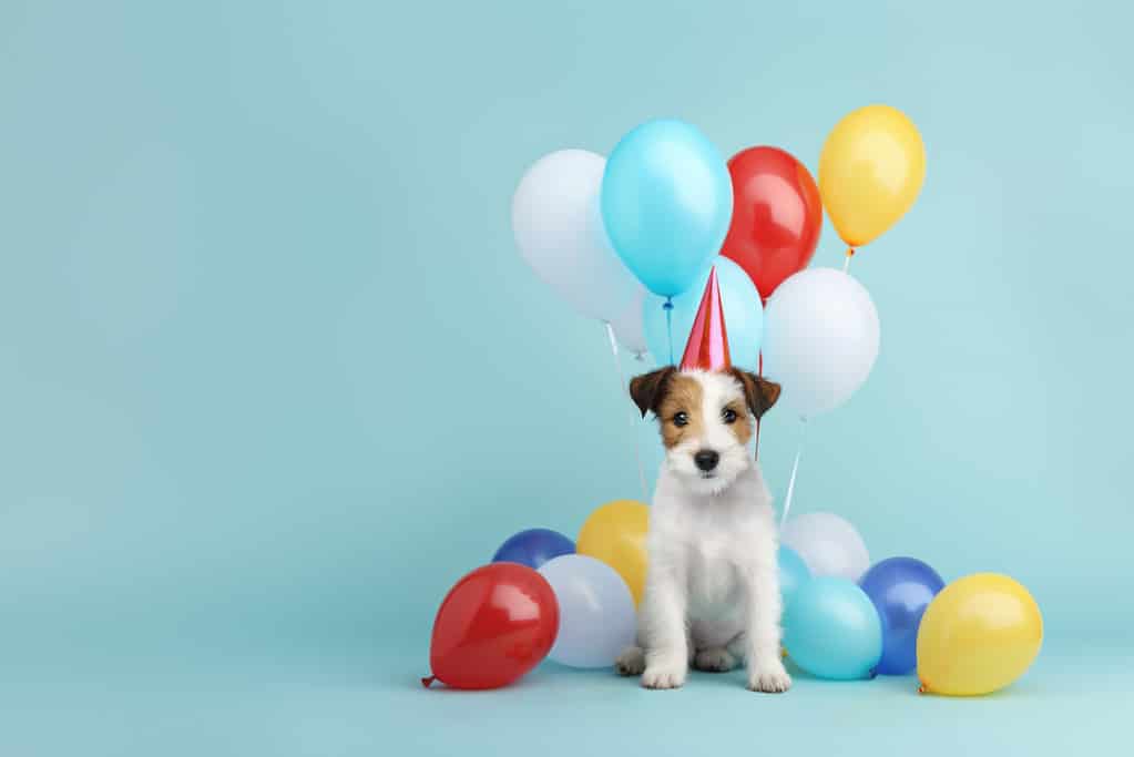 Cute scruffy dog celebrating with birthday balloons