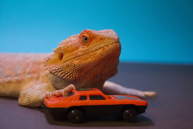 Bearded dragon