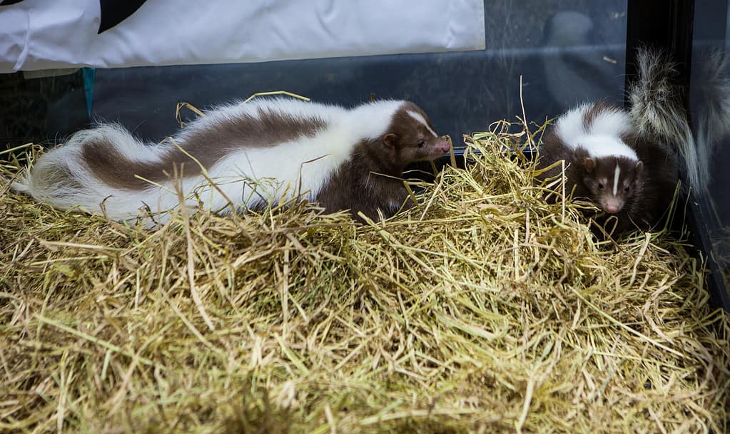 Young Striped Skunk in farm.