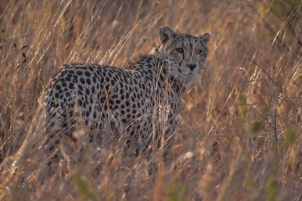 Close-up shot of a Northwest African cheetah in the savanna