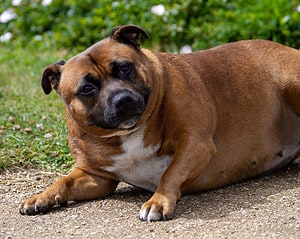 20 Dog Breeds Prone to Obesity Picture