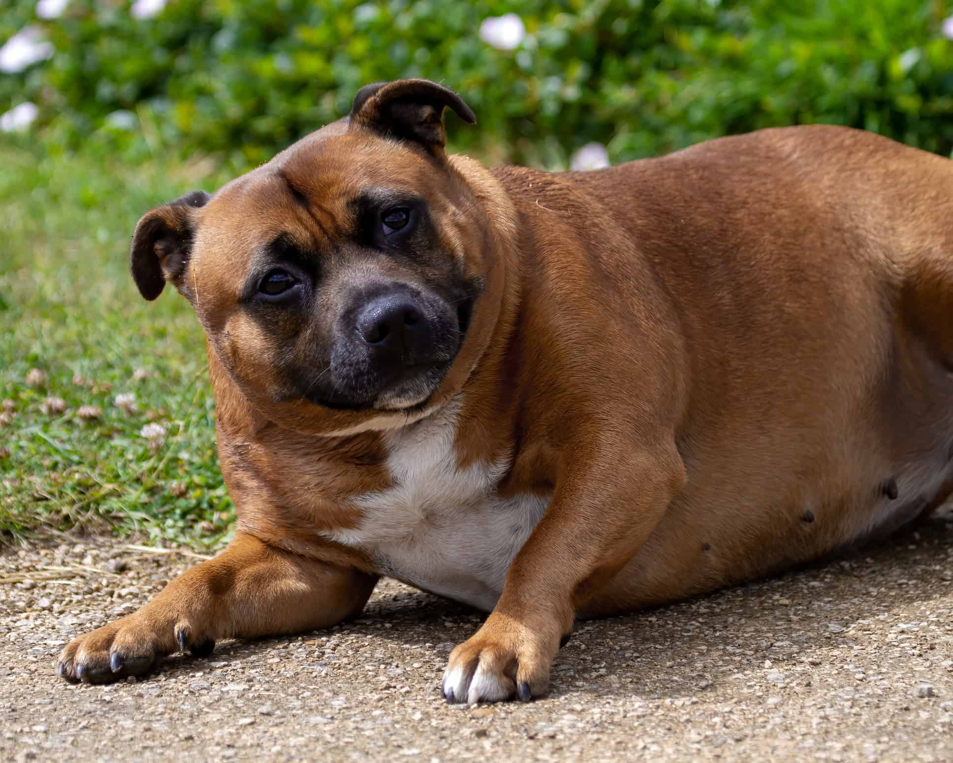 Beautiful Dog Standing On A Weight Scale At The Vet High-Res Stock Photo -  Getty Images